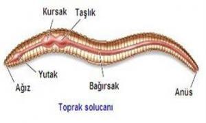 Tam Bir Sindirim Kanalına Sahip Hayvanlar