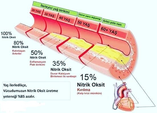 nitrat oksit kalp sağlığı