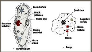 Hayvanların ve Tek Hücreli Canlıların Besin Alması