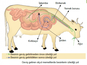 Tam Bir Sindirim Kanalına Sahip Hayvanlar