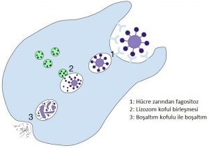 Hayvanların ve Tek Hücreli Canlıların Besin Alması