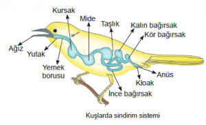 Tam Bir Sindirim Kanalına Sahip Hayvanlar