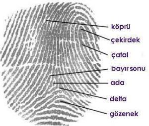 İkizlerin Parmak İzleri Neden Özdeş Değildir?