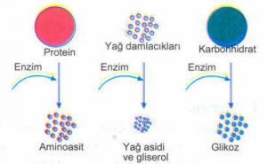 İnsanda Enzimatik Sindirim