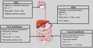 İnsanda Enzimatik Sindirim