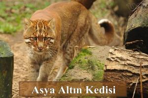 Asya ve Afrika Altın Kedileri Nasıl Hayvanlardır?