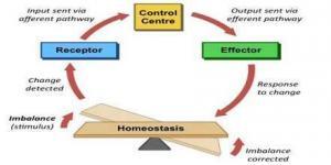 Homeostasis Nedir?