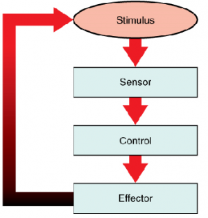 Homeostasis Nedir?