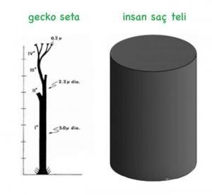 Kertenkeleler Duvarlara Nasıl Tırmanır?