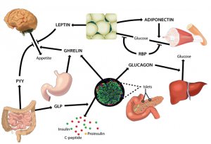 Homeostasis Nedir?