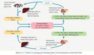 Homeostasis Nedir?
