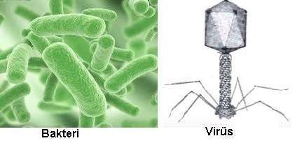 Bakteri ve Virüs Arasındaki Farklar