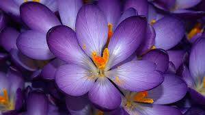 Çiğdem: Güzel Çiçekler, Safran Baharatı ve Kolşisin