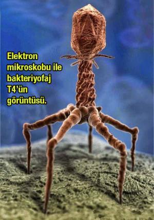 Bakteri ve Virüs Arasındaki Farklar