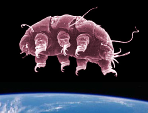 Tardigradlar (Su Ayıları) Hakkındaki Gerçekler