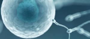 Erkeklerde Fertiliteyi(Üreme Yeteneğini) Artırmak için 11 Tavsiye