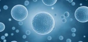 İnsan Vücudunda ve Hücrelerde Protein Fonksiyonları