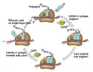 İnsan Vücudunda ve Hücrelerde Protein Fonksiyonları