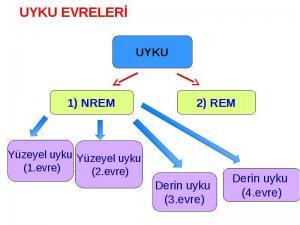 Uyku Neden Önemlidir?