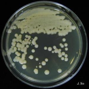 Candida Albicans'ın Sebep Olduğu Hastalıklar
