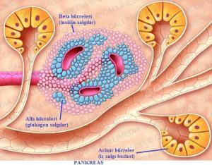Bir Endokrin Organ Olarak Pankreas
