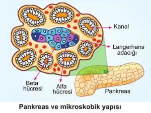 Bir Endokrin Organ Olarak Pankreas