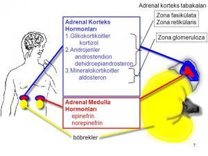 Adrenaller