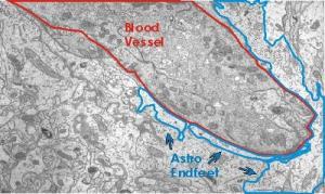 Astrosit Nedir?