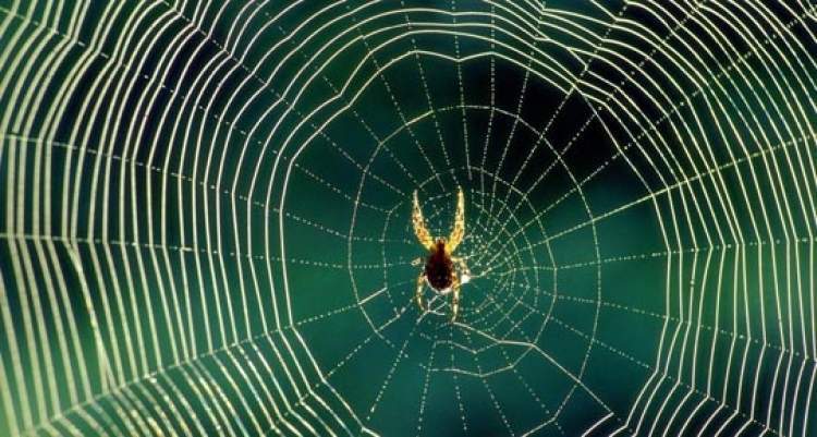 Evinizdeki Örümcekleri Neden Öldürmemelisiniz?