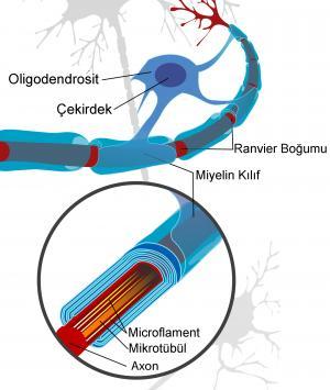 Oligodendrositler ve Schwann Hücreleri