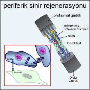 Oligodendrositler ve Schwann Hücreleri