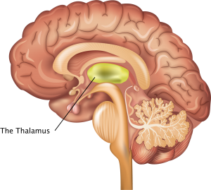 Talamus'un İşlevleri, Anatomisi ve Klinik Önemi