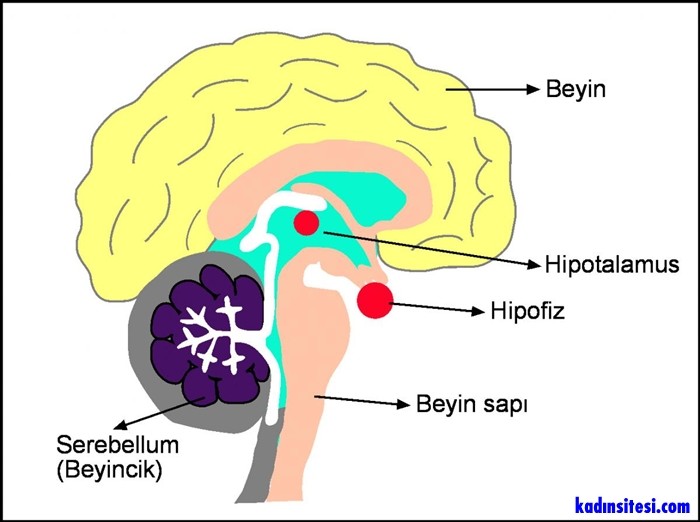 Hipofiz ve Hipotalamus