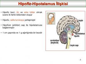 Hipofiz ve Hipotalamus