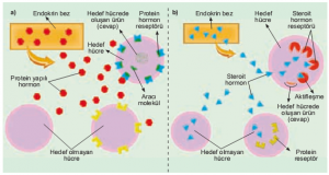 Hormonal Etki Mekanizmaları