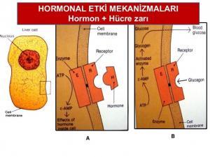 Hormonal Etki Mekanizmaları
