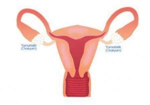 Eşeysel Gelişmenin Hormonal Kontrolü
