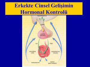 Eşeysel Gelişmenin Hormonal Kontrolü
