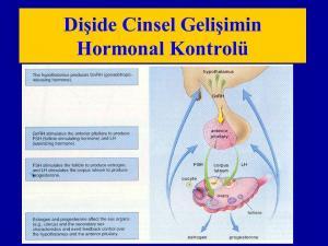 Eşeysel Gelişmenin Hormonal Kontrolü