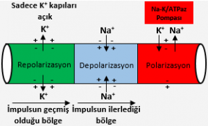 Sinir İmpulsunun Özellikleri