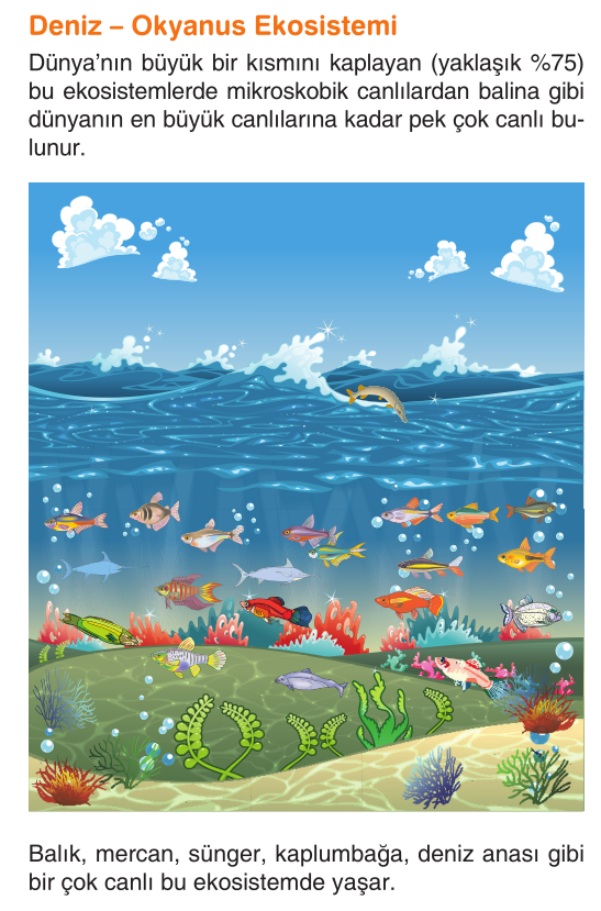 Deniz Ekosistemleri