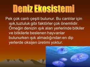 Deniz Ekosistemleri