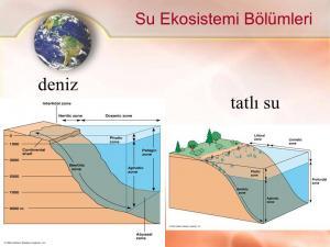 Deniz Ekosistemleri