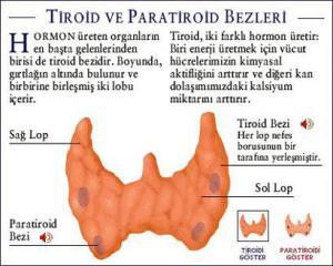 Paratiroidler