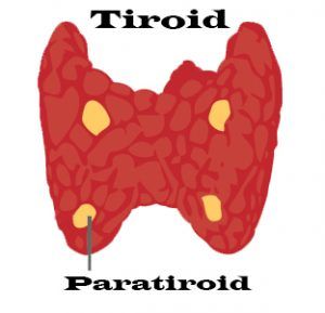 Paratiroidler