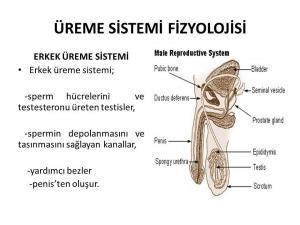 Erkek Üreme Sistemi
