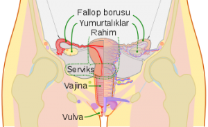 Dişi Üreme Sistemi