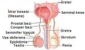 Dişi Üreme Sistemi