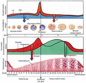Gebeliğin Hormonal Denetimi