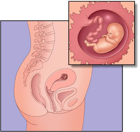 Gebeliğin Hormonal Denetimi